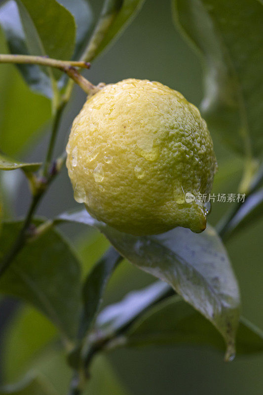 Photo of a freshly ripe lemon on its branch with a blurred and dark background while it is raining